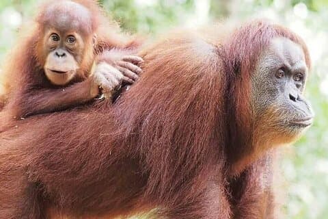 5 dagars 4 nätters djungelvandring i Bukit Lawang