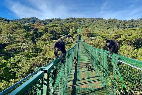 Kombinierte Seilrutschen- und Hängebrückentour in Monteverde Cloud Forest