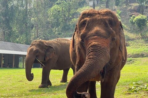 Expérience d'une demi-journée avec les éléphants à Rantong