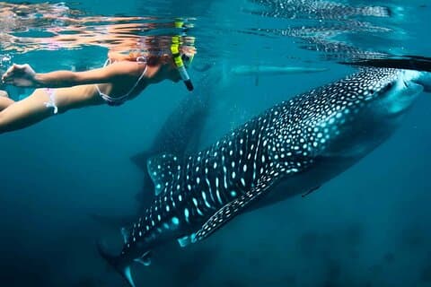 Increíble Snorkel con Tiburón Ballena en el Mar Caribe desde la Riviera Maya