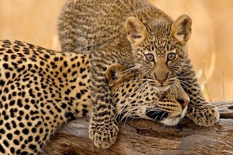 4 Days Budget Camp Safari Serengeti, Ngorongoro Crater og Tarangire Park