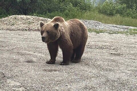 Bears and Dracula Privat heldagstur fra Bucuresti