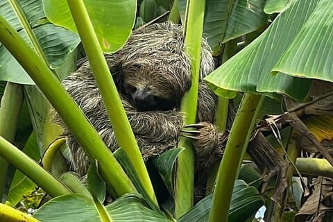 Jungle River, Sloth Sanctuary und Giftige Frösche.