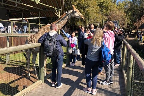 Uforglemmelig Lion Safari Adventure fra Johannesburg