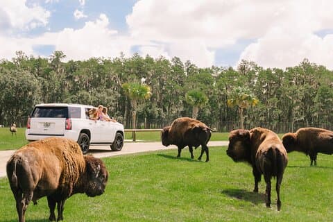 Wild Florida Drive-Thru Safari og Gator Park Adgang