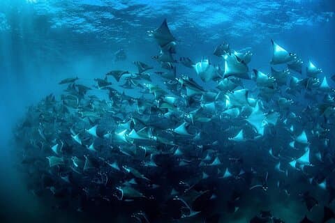 Mobula Ray Snorkeling con fotos incluidas
