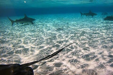 Charter privato di mezza giornata per Stingray City, Starfish Point e tour di snorkeling