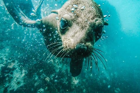 Mergulho com focas na Cidade do Cabo, Colônia de Pinguins e Excursão Privada ao Cabo da Boa Esperança