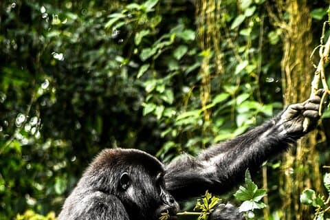 8 Tage Gorillas, Primaten & Wildlife Safari Uganda Safari