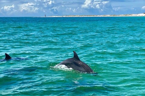 Frisky Mermaid Dolphin Cruise with a Secluded Beach Stop