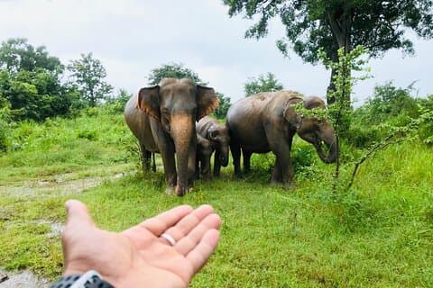 Ganztagestour nach Sigiriya, Dambulla und Jeep-Safari ab Colombo