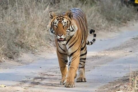 Golden Triangle Tour med Tiger Safari på Ranthambore.