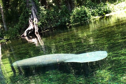 Klar kanosejlads og dyrelivssightseeing ved Silver Springs