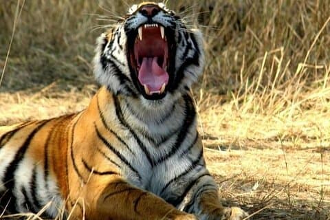 Gouden Driehoekstour met Ranthambore 5 dagen