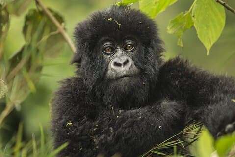 7 Days Private Tour of Rwanda