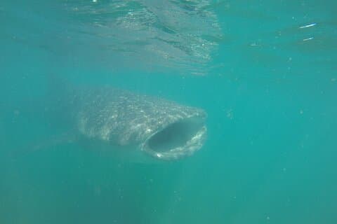 Snorkeltour met walvishaai in La Paz