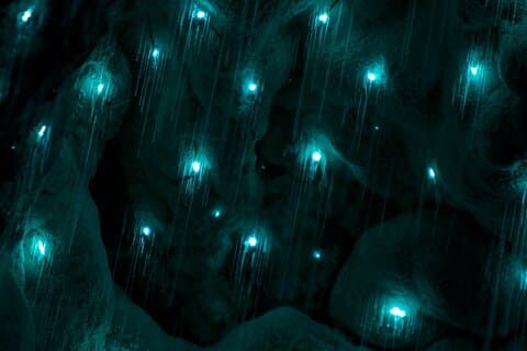 Kawiti Glow Worm Cave Tour e passeggiata nella foresta di Opua