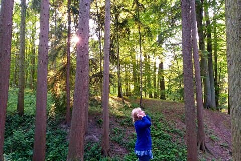 Shinrin Yoku i Sonian Forest Belgia