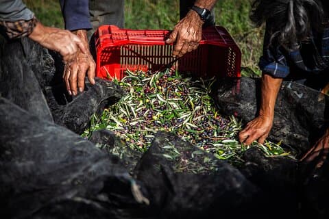 Privat og guidet grundlæggende tur om, hvordan EVO Oil er lavet i Toscana