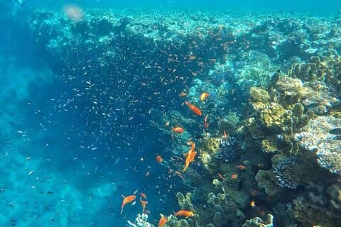 Snorkeltur til Ras Mohamed & The White Island ombord på Luxury Yacht