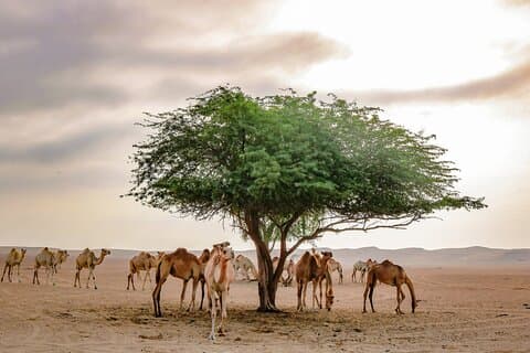 Safari archéologique privé dans le désert de Mleiha en 4x4 avec visite du musée