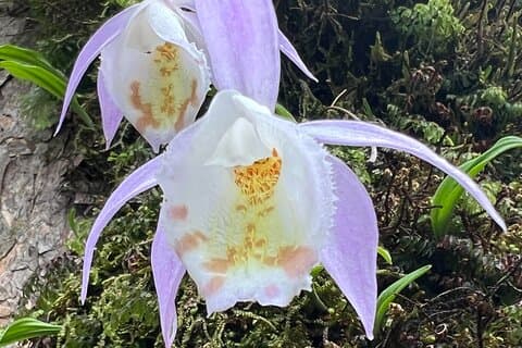 Explore a beleza de Champa Devi: uma experiência gratificante de caminhada