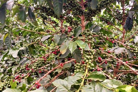 Coffee Factory Private tour from Nairobi.