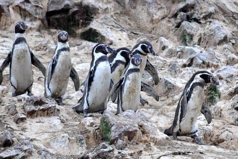 7-Hours Tour in Paracas National Reserve with Pickup