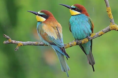 Private Day Birding Tour to the North of Varna