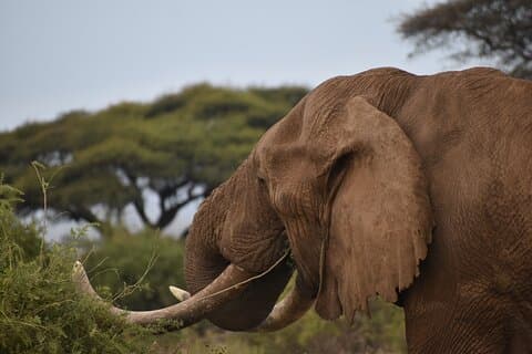 6-Daagse Kenia Standaard Lodges Safari 2026/27