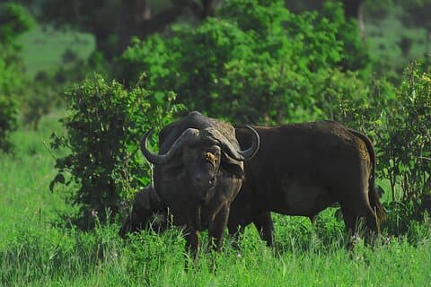 4 Days Tanzania Luxury Safari Serengeti and Ngorongoro Crater