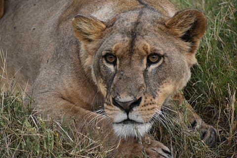 03-daagse Kenia kampeersafari naar Masai Mara