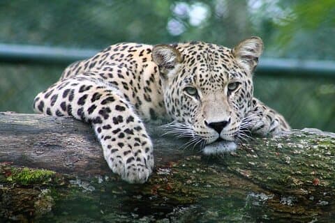Full-day Safari Tour in Chobe