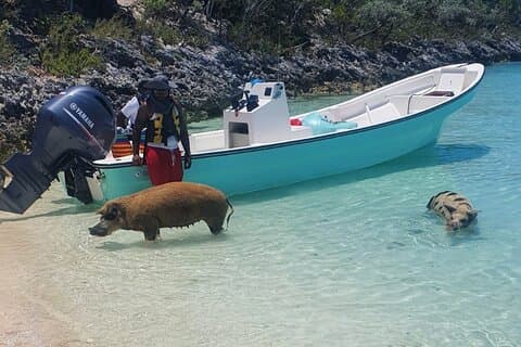 HALF DAY Swiming Pigs and Sharks Tour (Nassau to Exuma by Plane)