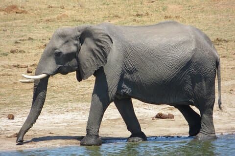 Safari de día completo en Chobe ampliado