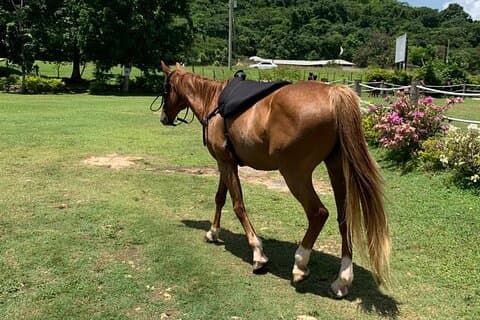 Balade à cheval, VTT et croisière en catamaran au départ de Montego Bay