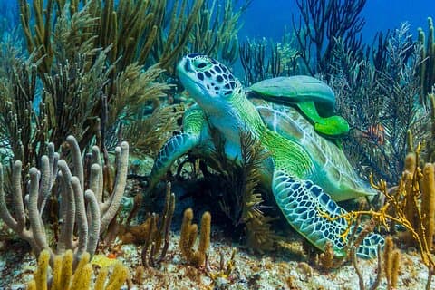 Découverte des récifs de Puerto Morelos en Catamaran et snorkeling