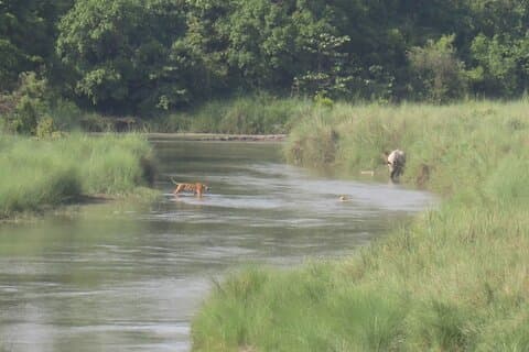 Forfait safari dans la jungle du parc national de Bardia - 3 nuits 4 jours