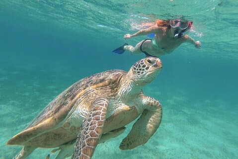 Halvdag på Green Cay Bahamas Snorkling med skilpadder