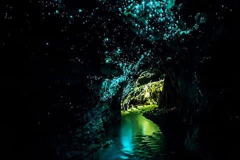 Privat tur og returtransport til Waitomo Caves fra Auckland