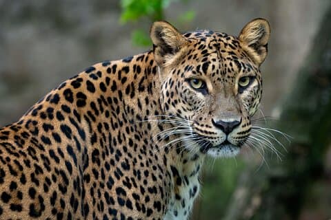 Excursion privée d'une journée : safari dans le parc national de Yala au départ de Galle et de Weligama