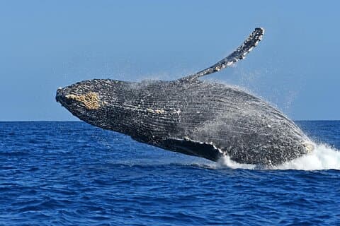 Whale Watching by Zodiac in Cabo San Lucas with Photos Included
