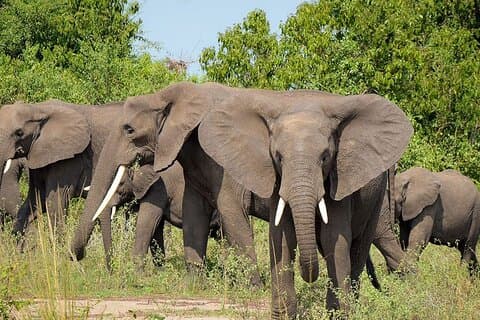 7-Day Lake Manyara, Ngorongoro Crater and Serengeti Private Tour