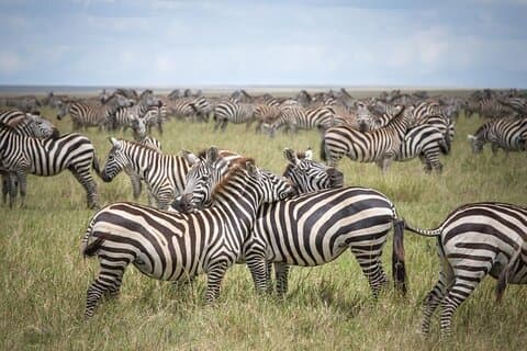 3-daagse Tarangire National Park, Lake Manyara en Ngorongoro Crater