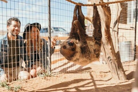Las Vegas Safari Tram Ride and Zoo Tour at Camel Safari