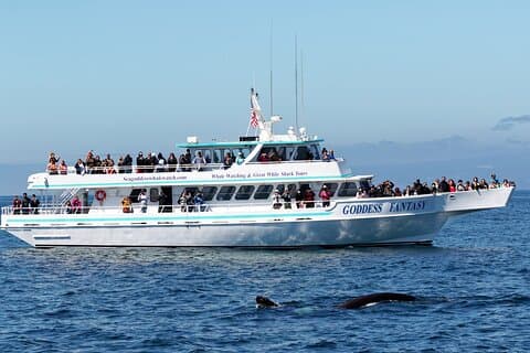 Walvissen spotten in Monterey Bay