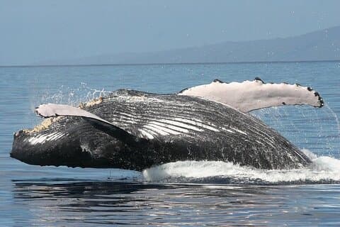 Fra Ma'alaea Havn: Sunset Whale Watch Tour ombord på Malolo