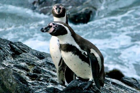 Fr VALPO: WILD PENGUINS, SEALION, SANDBOARD, PARAGLIDING & PICNIC