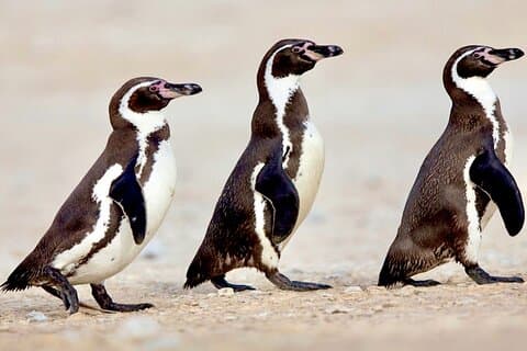 Fr STGO: WILD PENGUINS, SEALION, SANDBOARD, PARAGLIDING & PICNIC