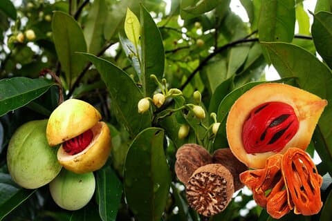 Hotéis perto de: Spice Farm Tour, Kuza Cave Tour, The Rock Restaurant
